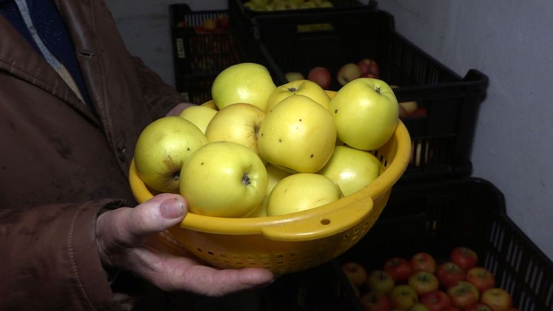 Jablka jsou nejlevnější za dva roky, trh je zahlcen jablky z Polska